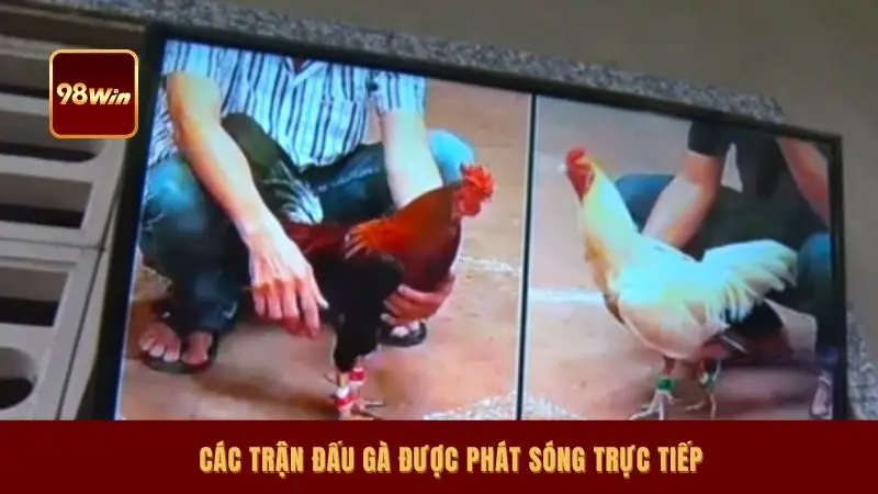Các trận đấu gà được phát sóng trực tiếp