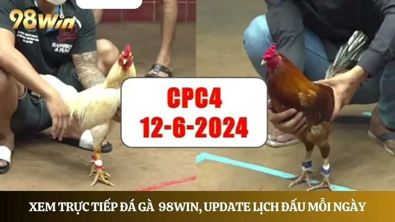 Cùng 98Win xem trực tiếp đá gà, update lịch đấu mỗi ngày 