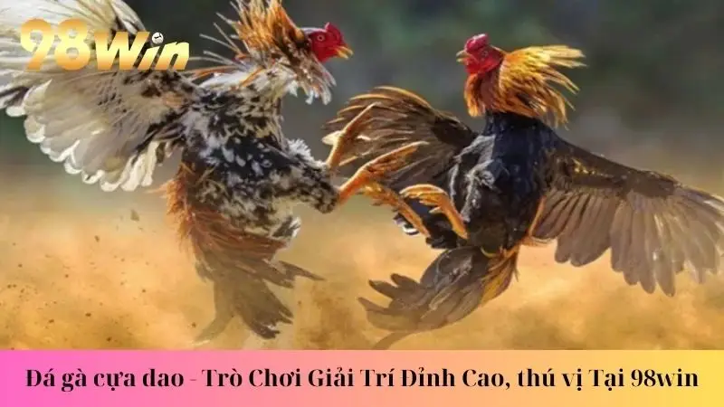đá gà cựa dao
