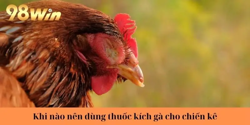 Khi nào nên dùng thuốc kích gà cho chiến kê