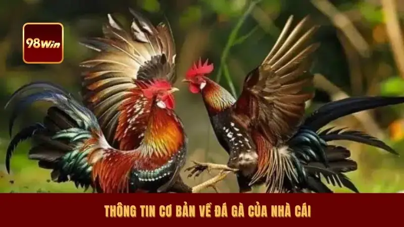 Thông tin cơ bản về đá gà của nhà cái